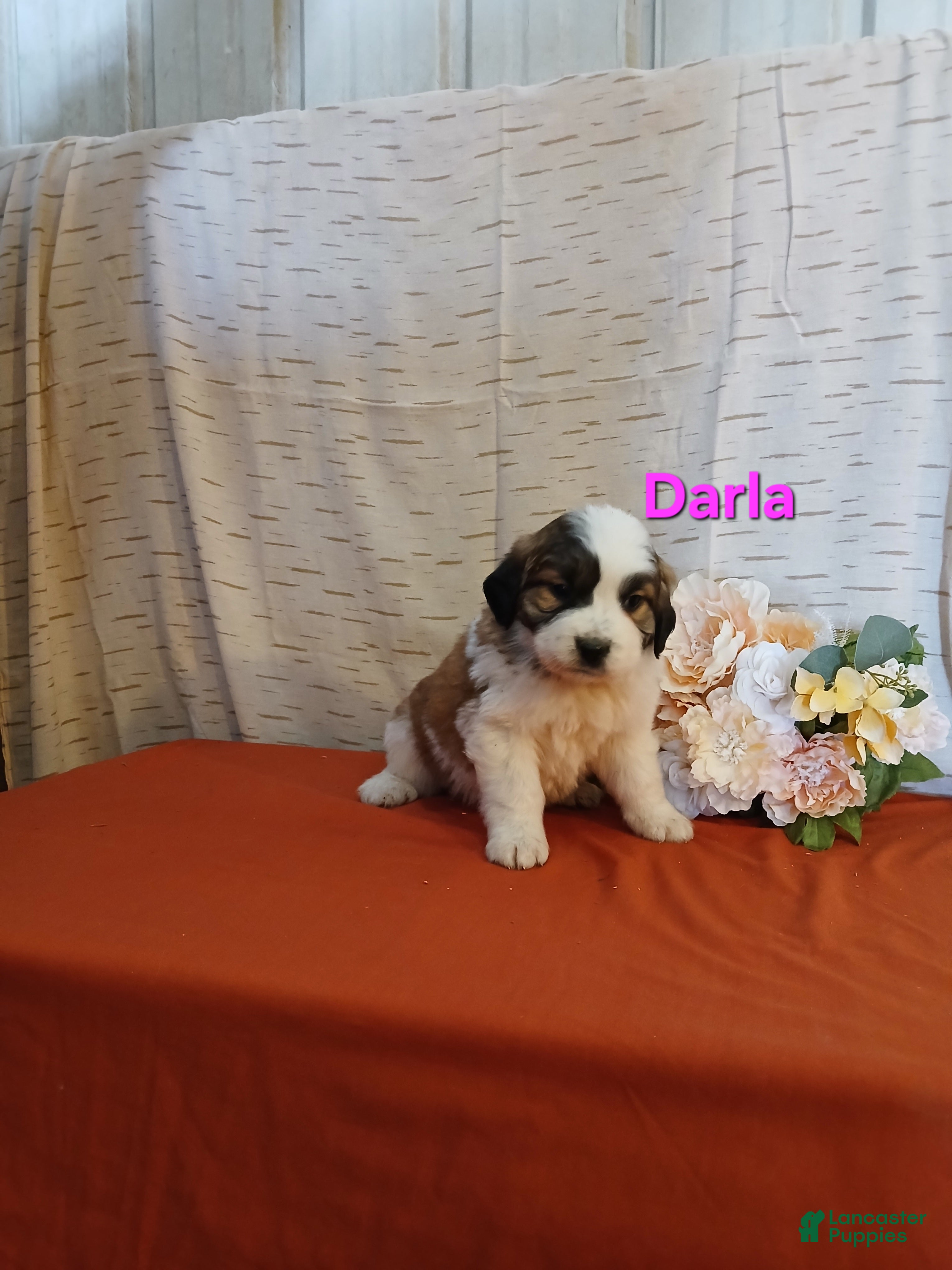 Saint Bernard dogs Darla - Ad 2
