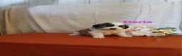 Saint Bernard dogs for sale: Darla - Ad 2