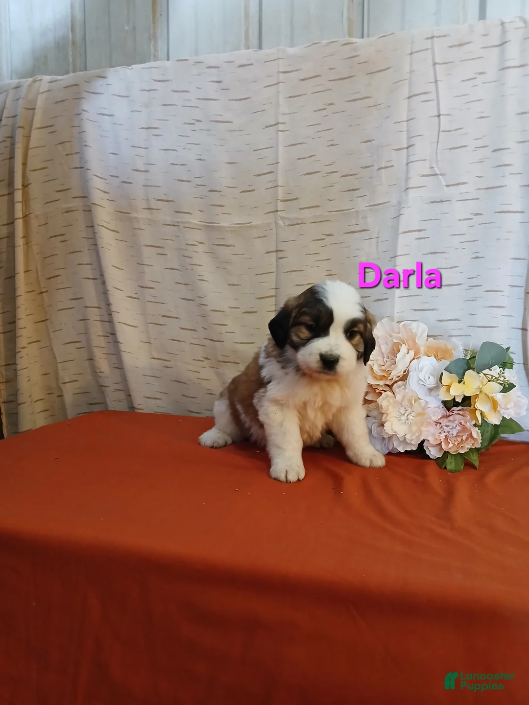 Saint Bernard dogs for sale: Darla - Ad 2