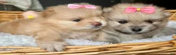Pomeranian dogs for sale: Kayla - Ad 33