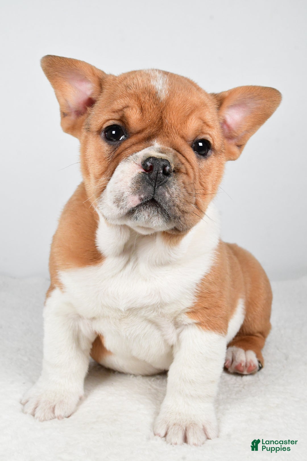 Beabull dogs for sale: Taffy - Ad 2