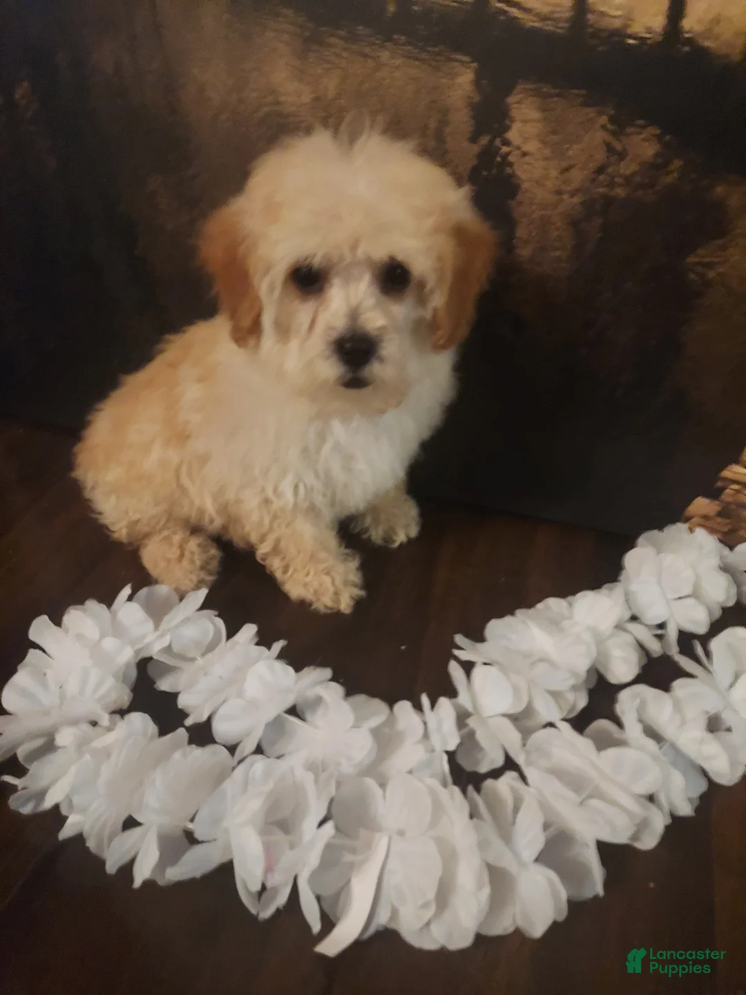 Yorkiepoo dogs for sale: Bark - Ad 2