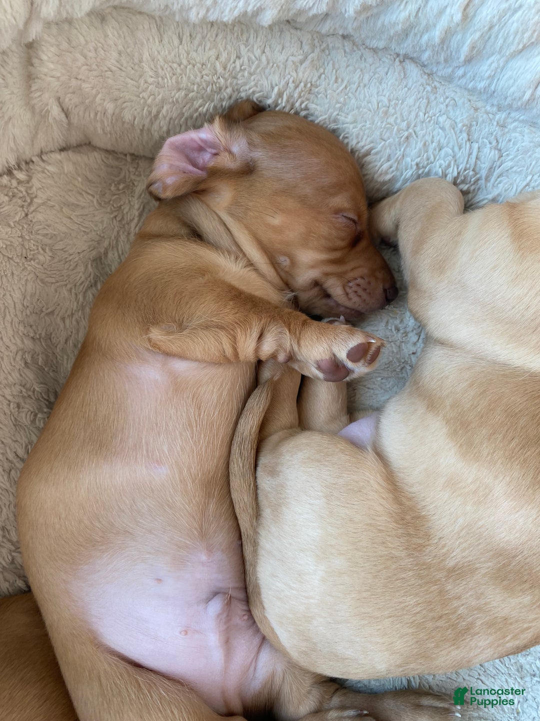 Miniature Dachshund dogs for sale: Daniel Strawberry Blonde Dachshund  - Ad 5
