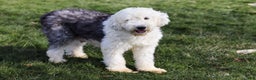 Sheepadoodle dogs for sale: Jangle - Ad 6
