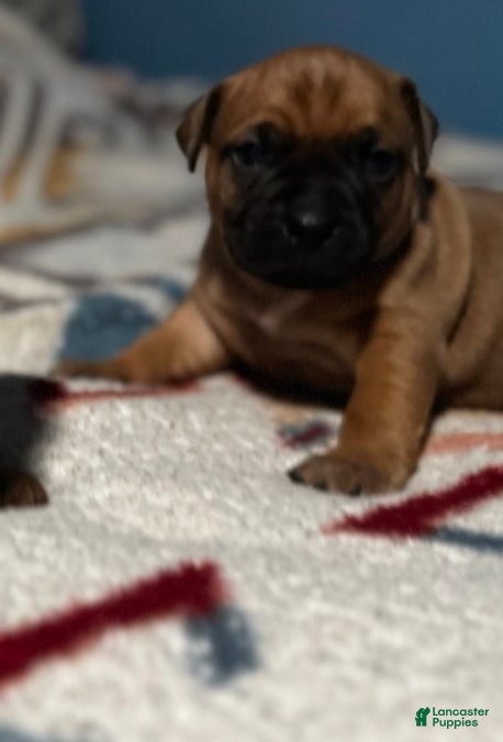Frenchton dogs Frenchton Puppy 3 - Ad 4