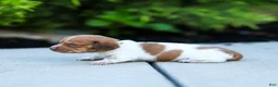 Miniature Dachshund dogs for sale: Missy Miniature Dachshund  - Ad 6