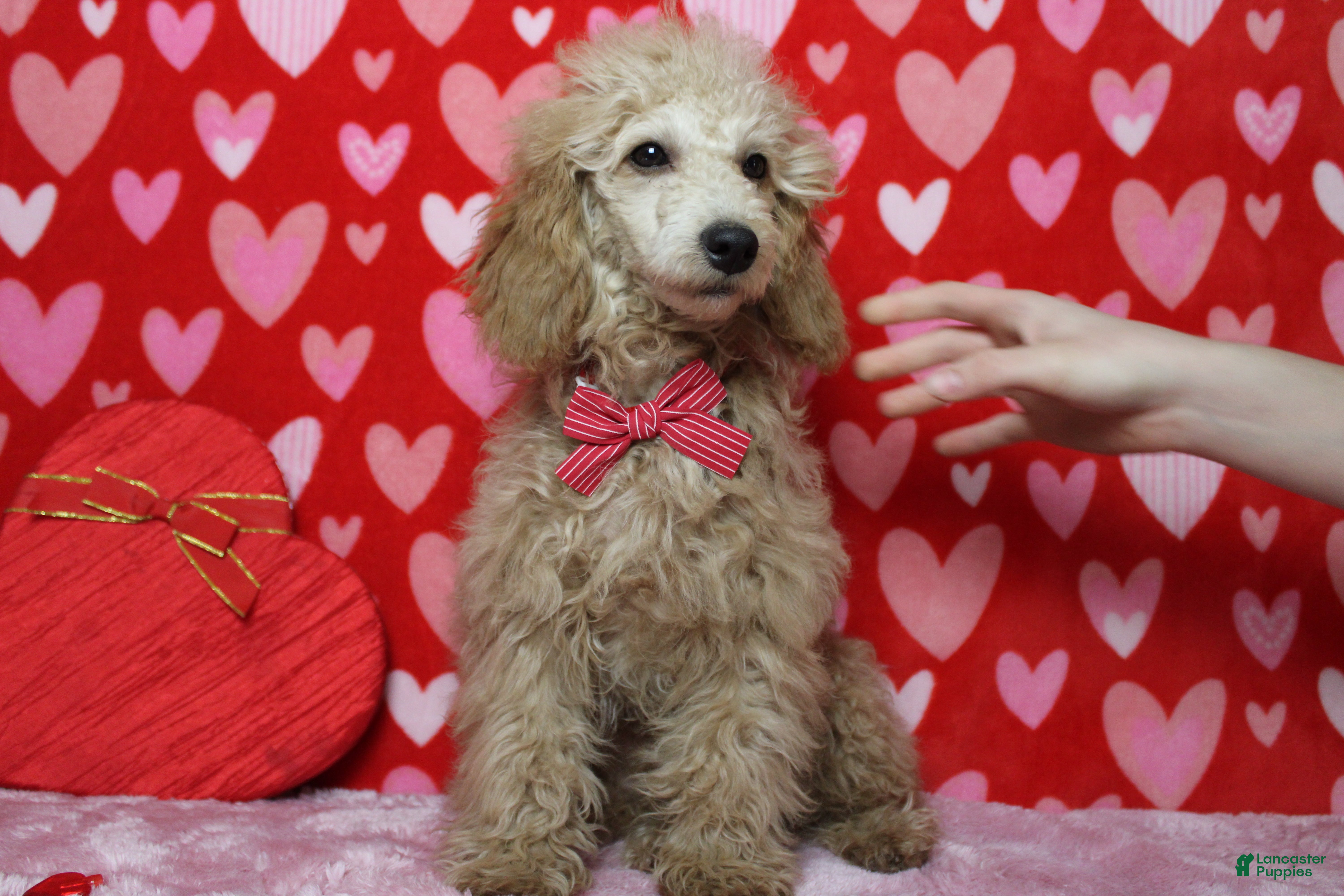 Toy Poodle dogs Buckeye - Ad 37