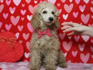Toy Poodle dogs Buckeye - Ad 37