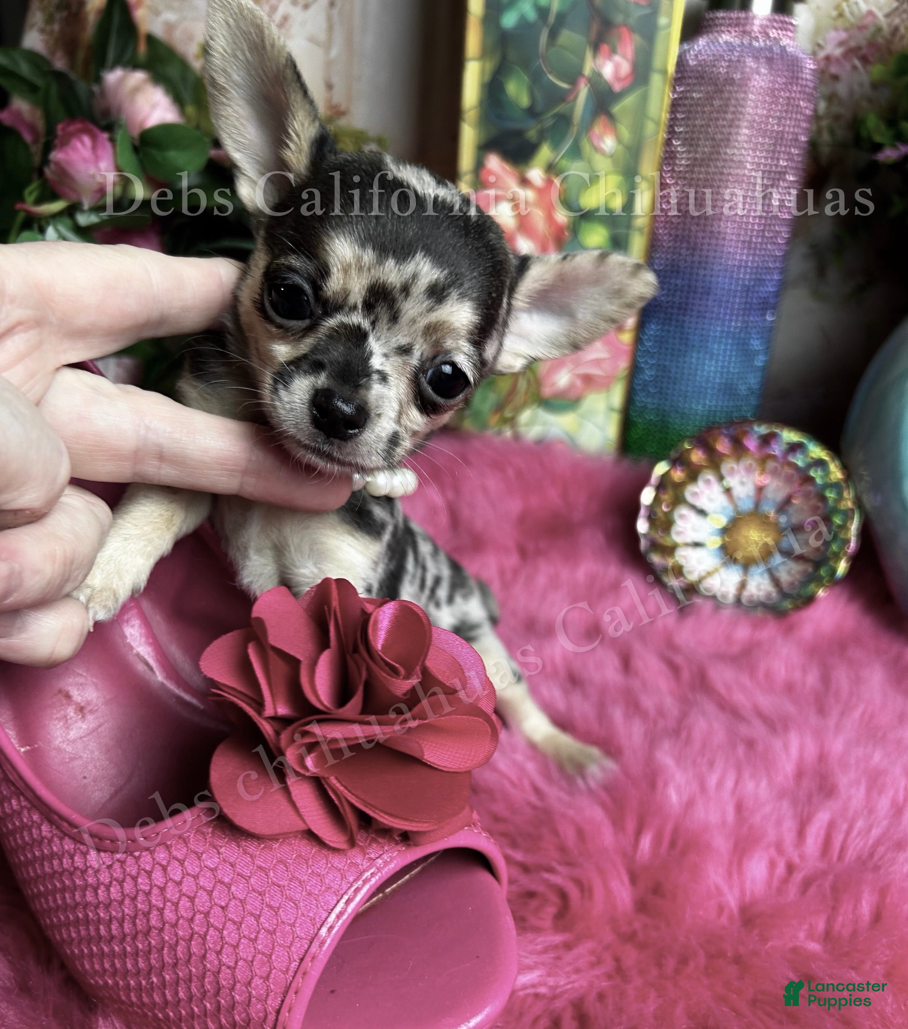 Chihuahua dogs Tiny TIGER LILY - Ad 2
