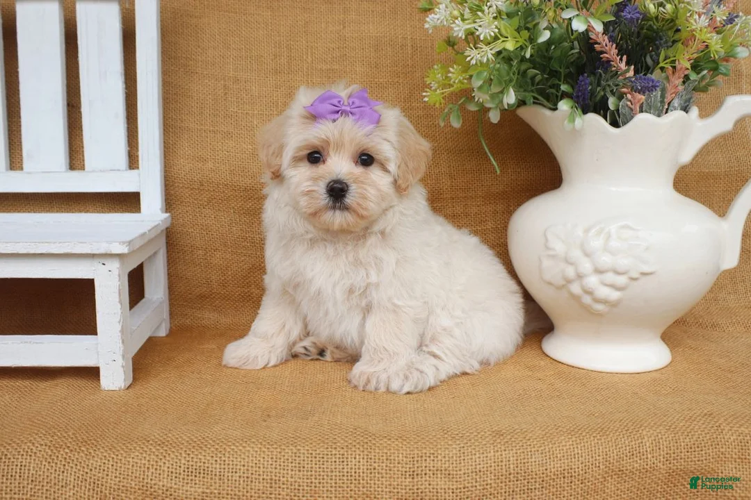 Maltipoo dogs for sale: Gwen - Ad 2