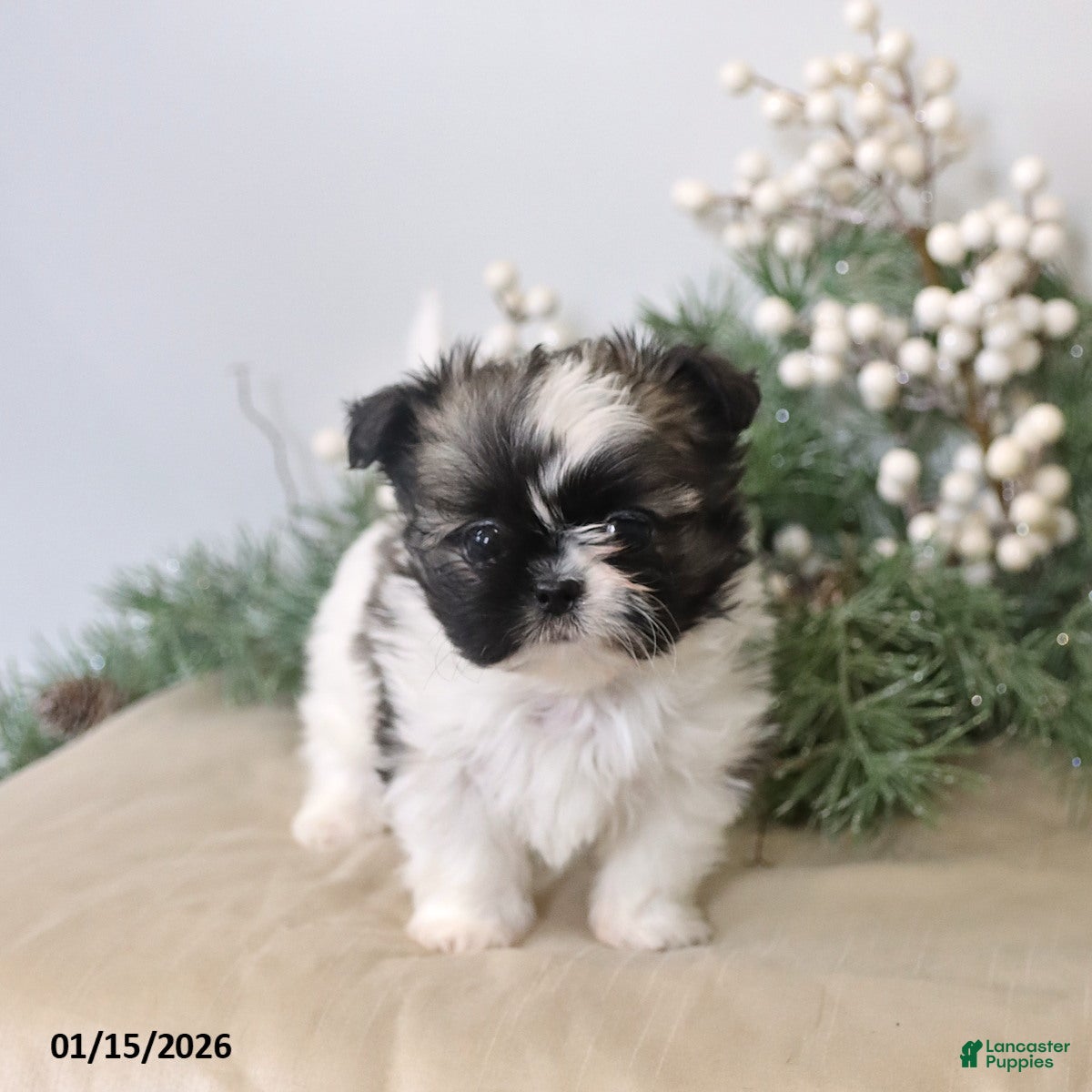 Shih Tzu dogs Felix - Ad 12