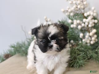 Shih Tzu dogs Felix - Ad 41