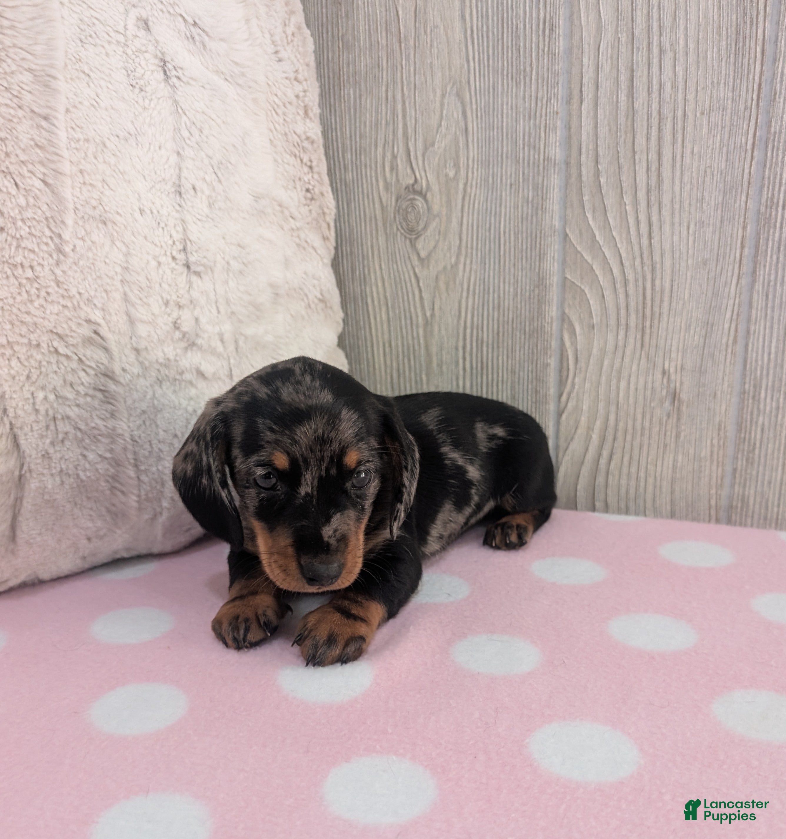 Miniature Dachshund dogs Scarlet - Ad 1