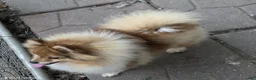 Pomeranian dogs for sale: Ckc max  - Ad 3