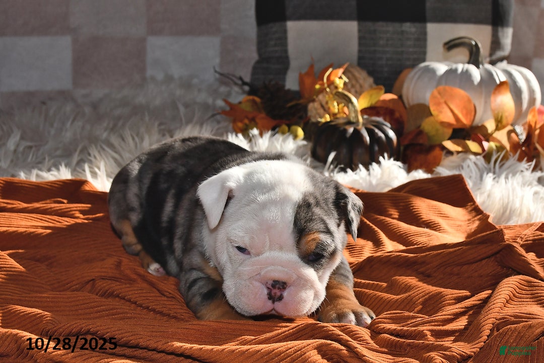 Olde English Bulldogge dogs for sale: Sadie - Ad 11