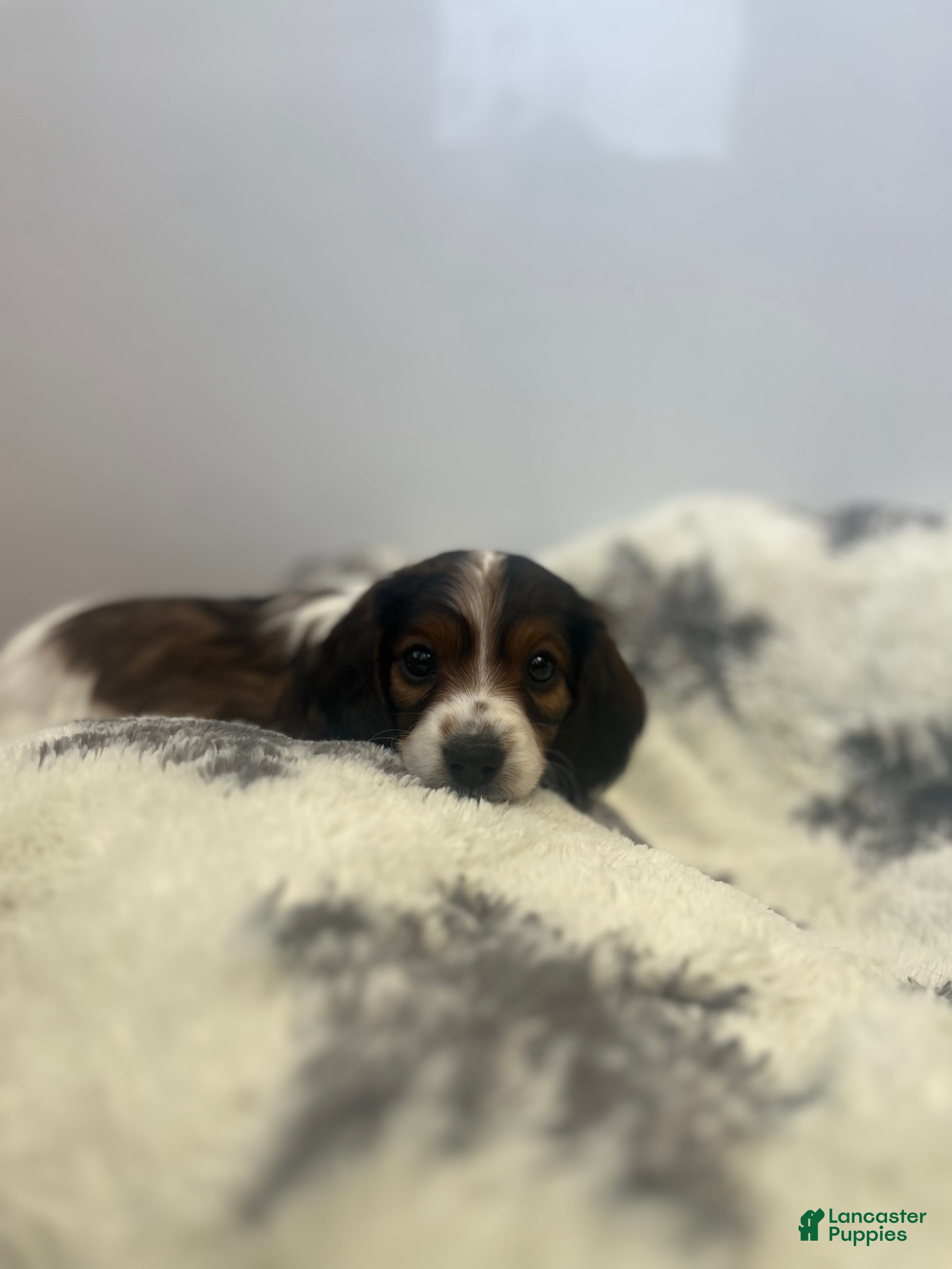 Miniature Dachshund dogs Cookie - Ad 2