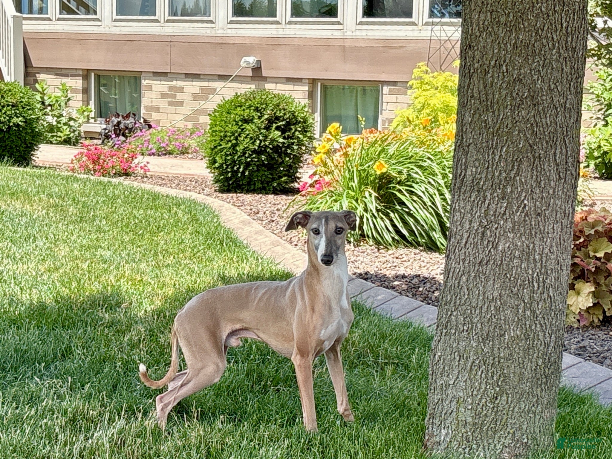 Italian Greyhound dogs Derek - Ad 2