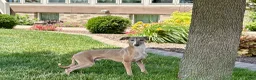 Italian Greyhound dogs for sale: Derek - Ad 2