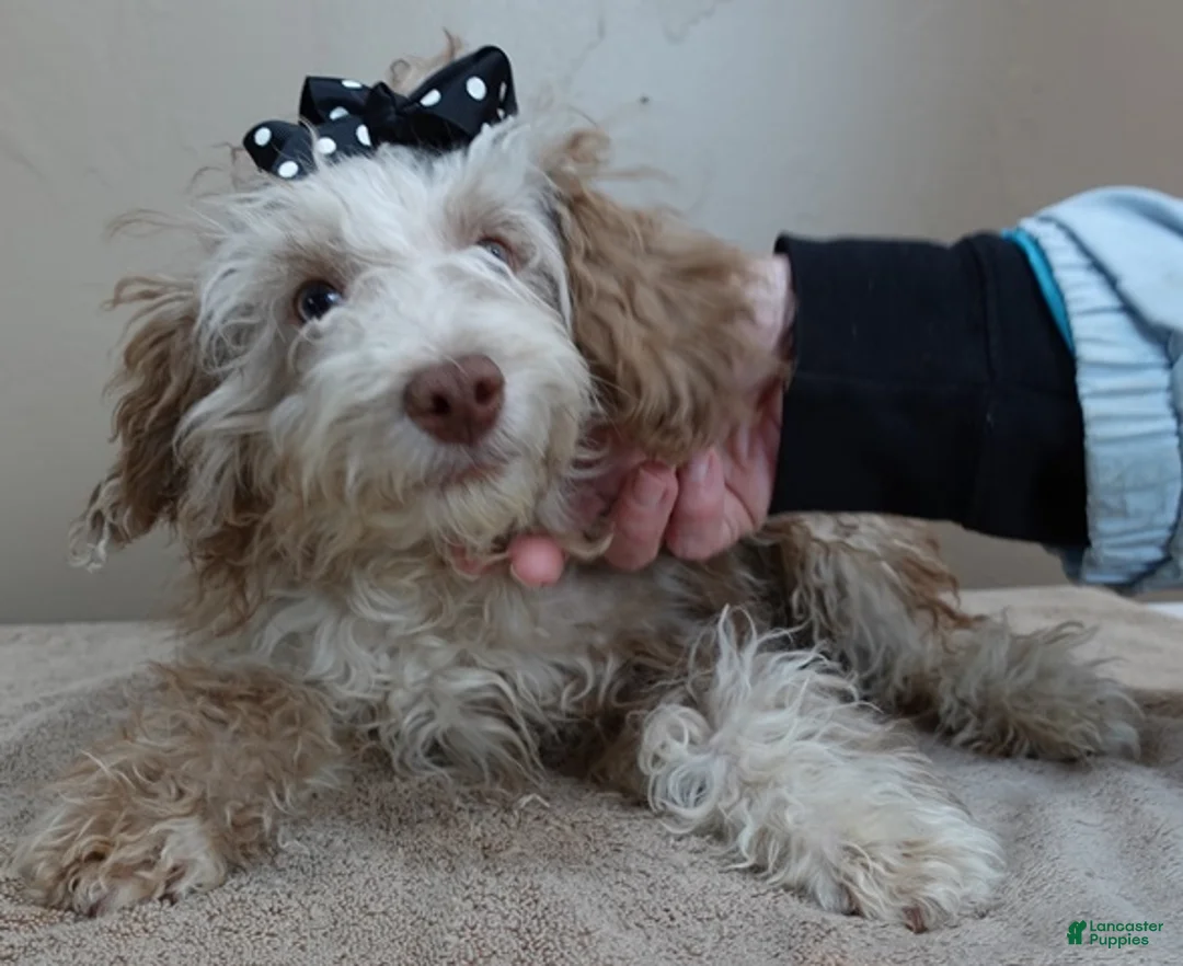 Toy Poodle dogs for sale: Chocolate merle rarest color in the world neutered - Ad 2