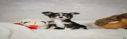Chihuahua dogs for sale: Tiny - Ad 4