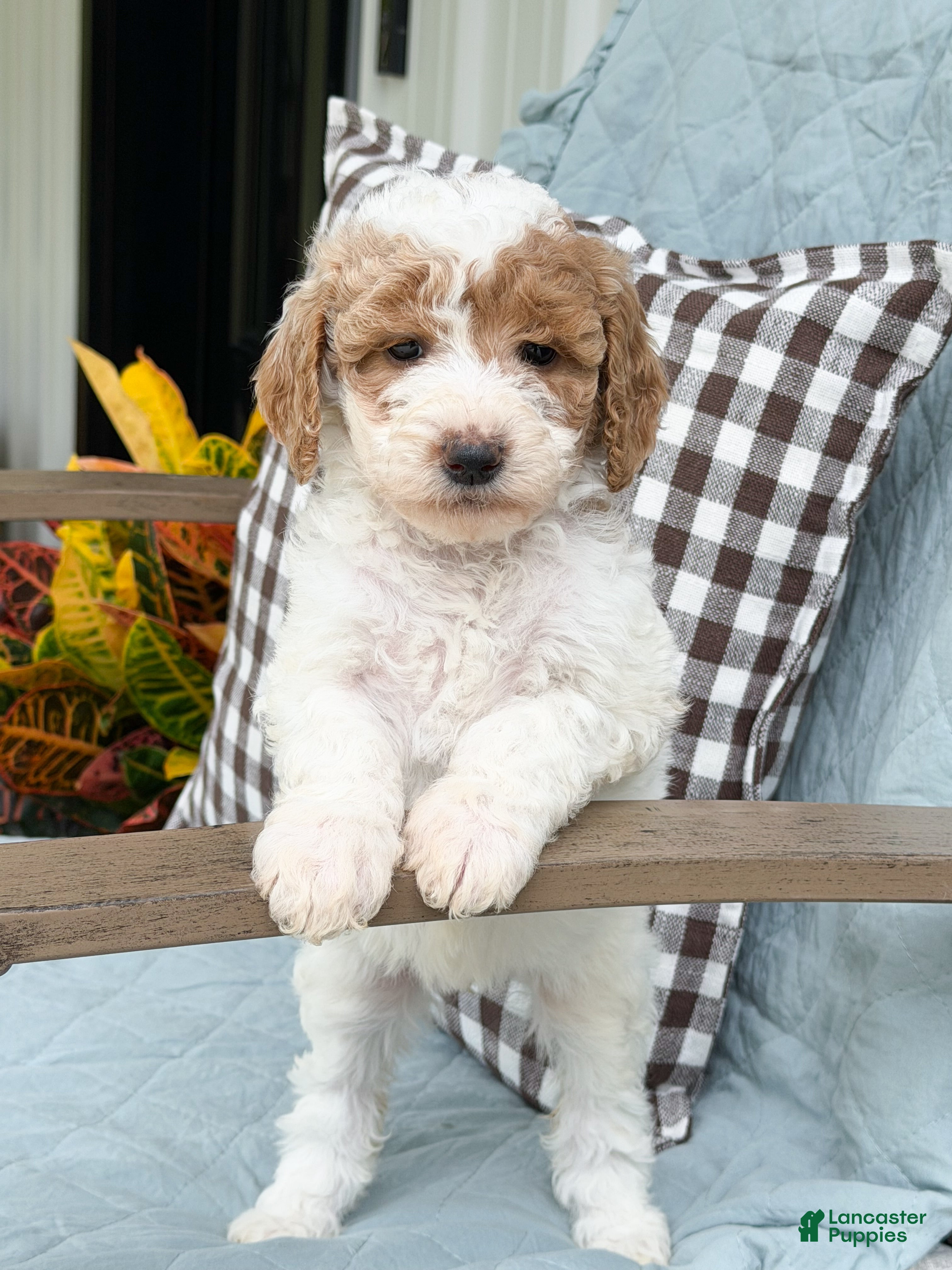 Goldendoodle dogs Sage  - Ad 35