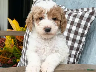 Goldendoodle dogs Sage - Ad 35