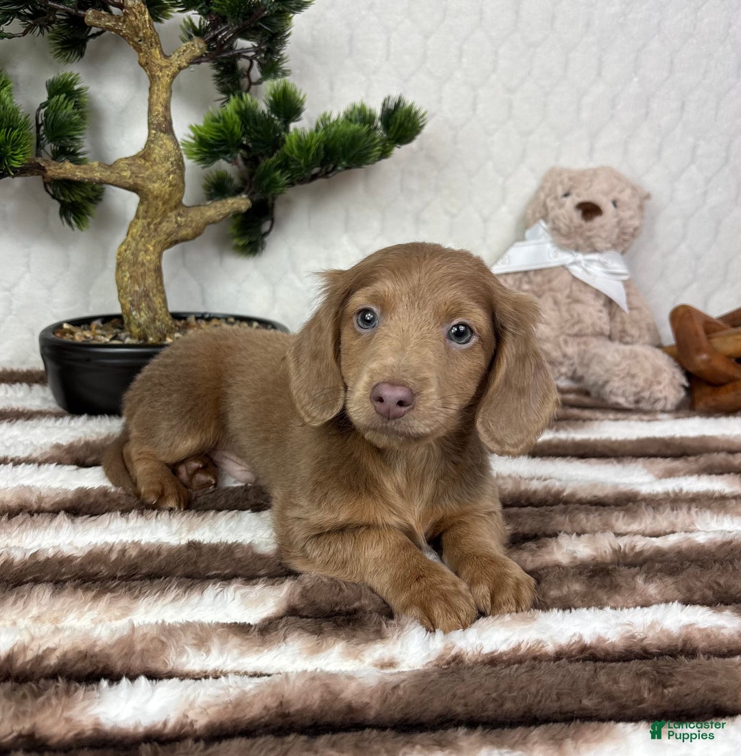 Miniature Dachshund dogs for sale: Dakota  - Ad 4