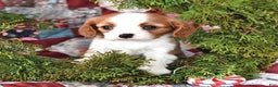Cavalier King Charles Spaniel dogs for sale: Nutmeg - Ad 1