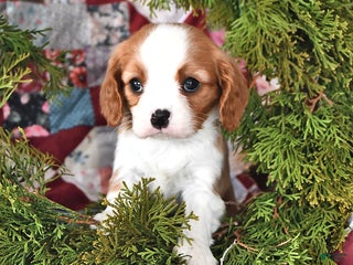 Cavalier King Charles Spaniel dogs Nutmeg - Ad 29
