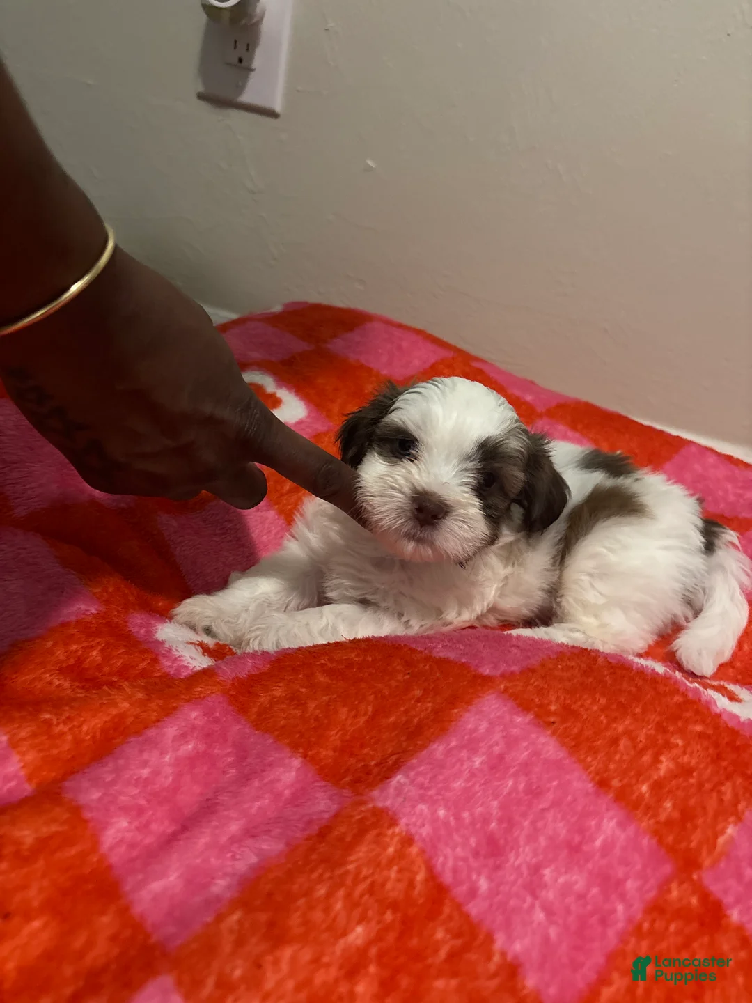 Malshi dogs for sale: Spot - Ad 1