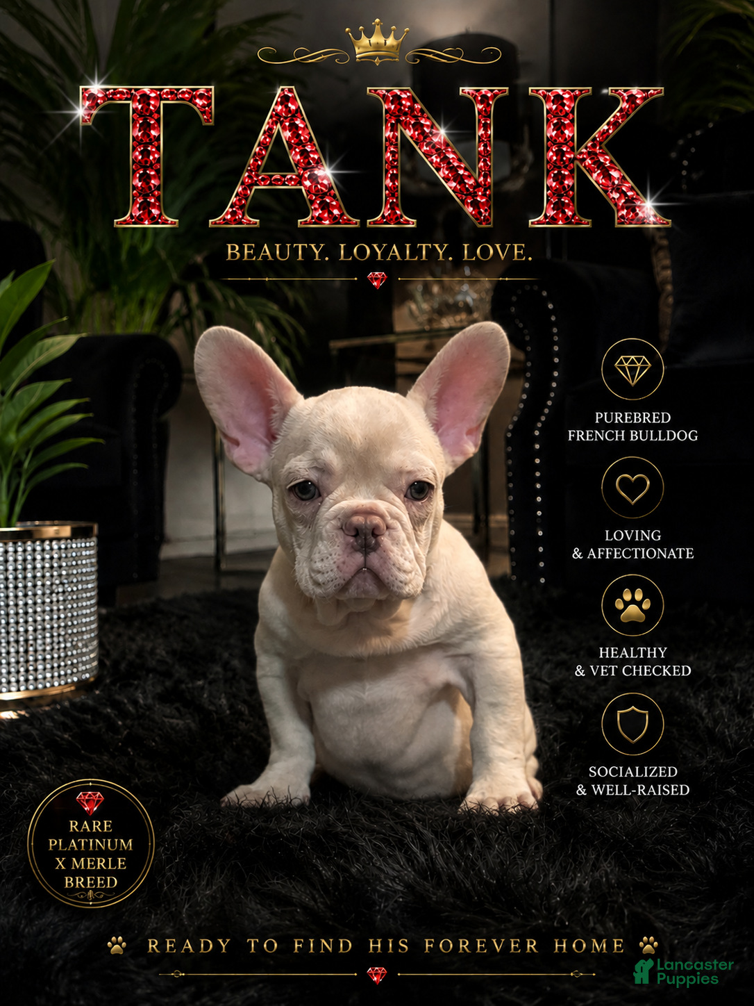 French Bulldog dogs for sale: French Bulldog 1 - Ad 1