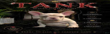 French Bulldog 1