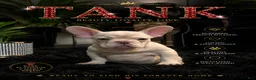 French Bulldog dogs for sale: French Bulldog 1 - Ad 1