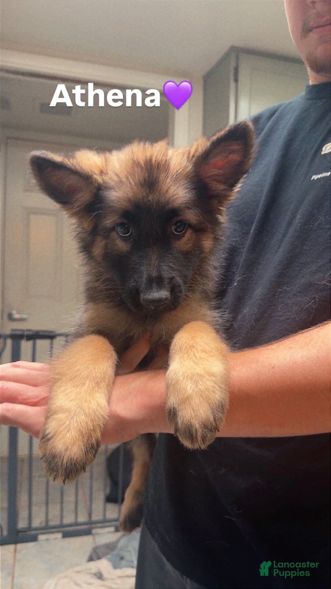 German Shepherd dogs Athena - Ad 9