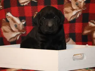 Labrador Retriever dogs Fig - Ad 10