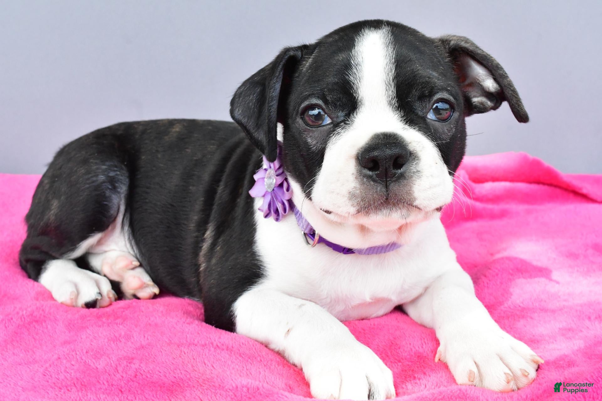 Boston Terrier dogs Sage - Ad 2