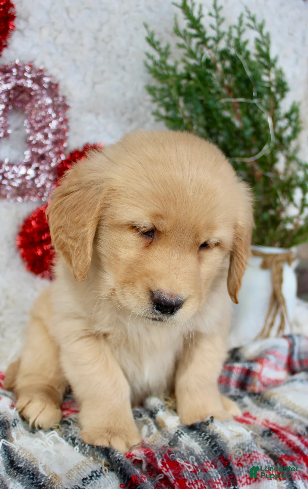 Golden Retriever dogs for sale: Mandy - Ad 5