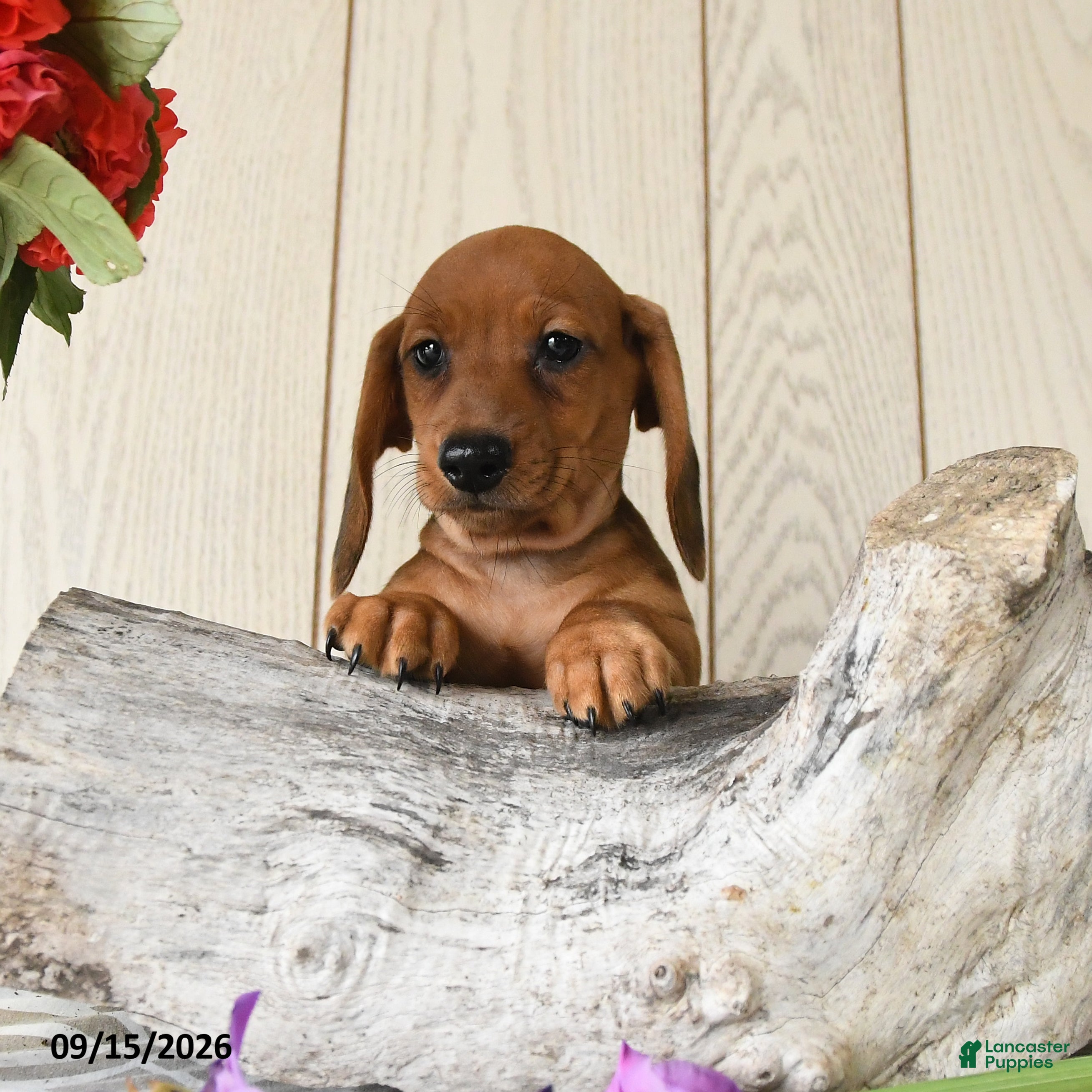 Miniature Dachshund dogs Oscar - Ad 2