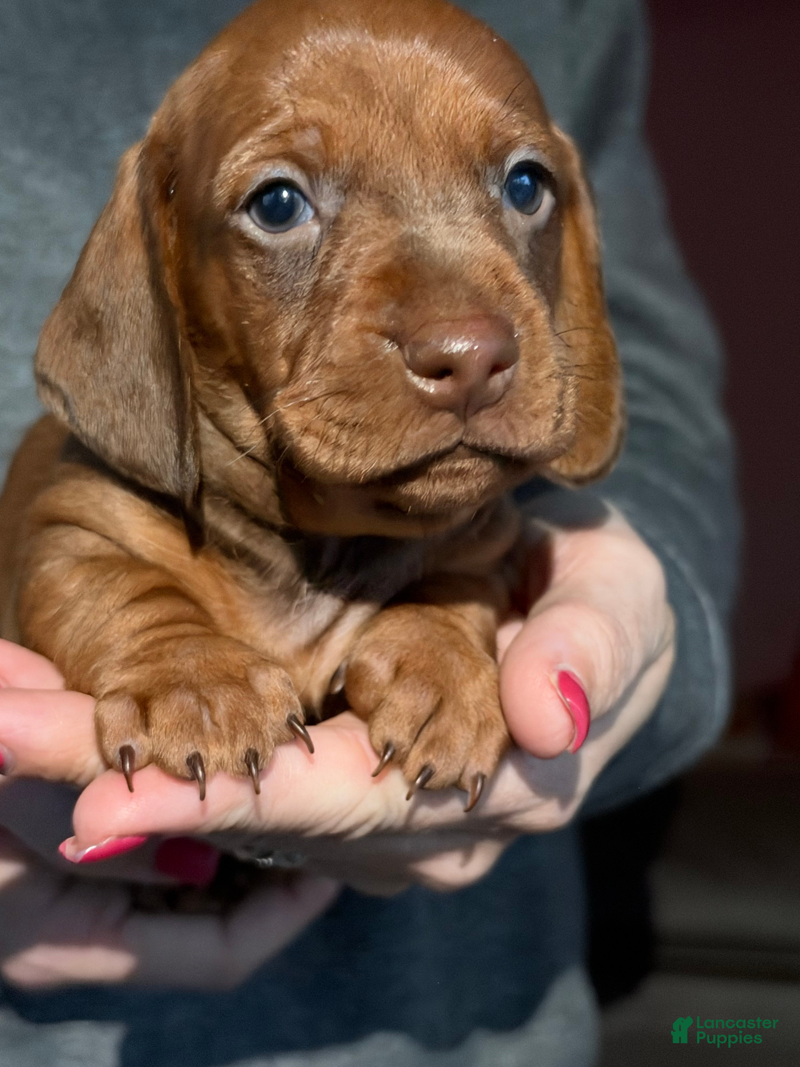 Dachshund dogs for sale: Oakley - Ad 3