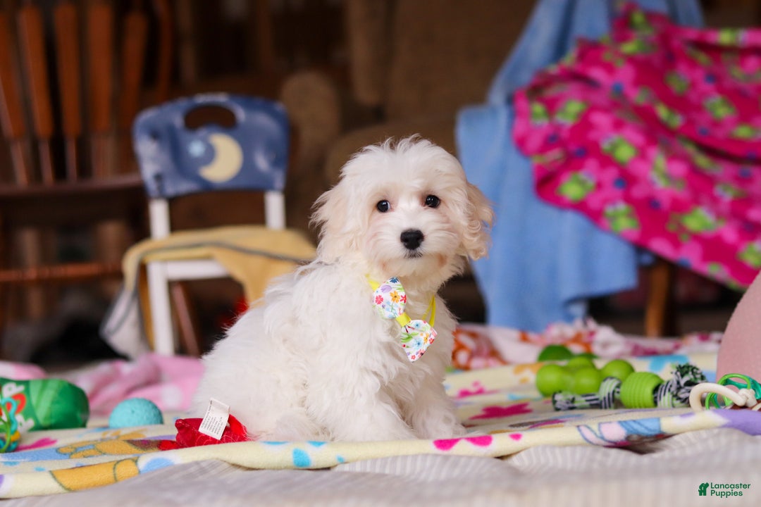 Havapoo dogs for sale: Caleb - Ad 1