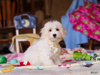 Havapoo dogs Caleb - Ad 37