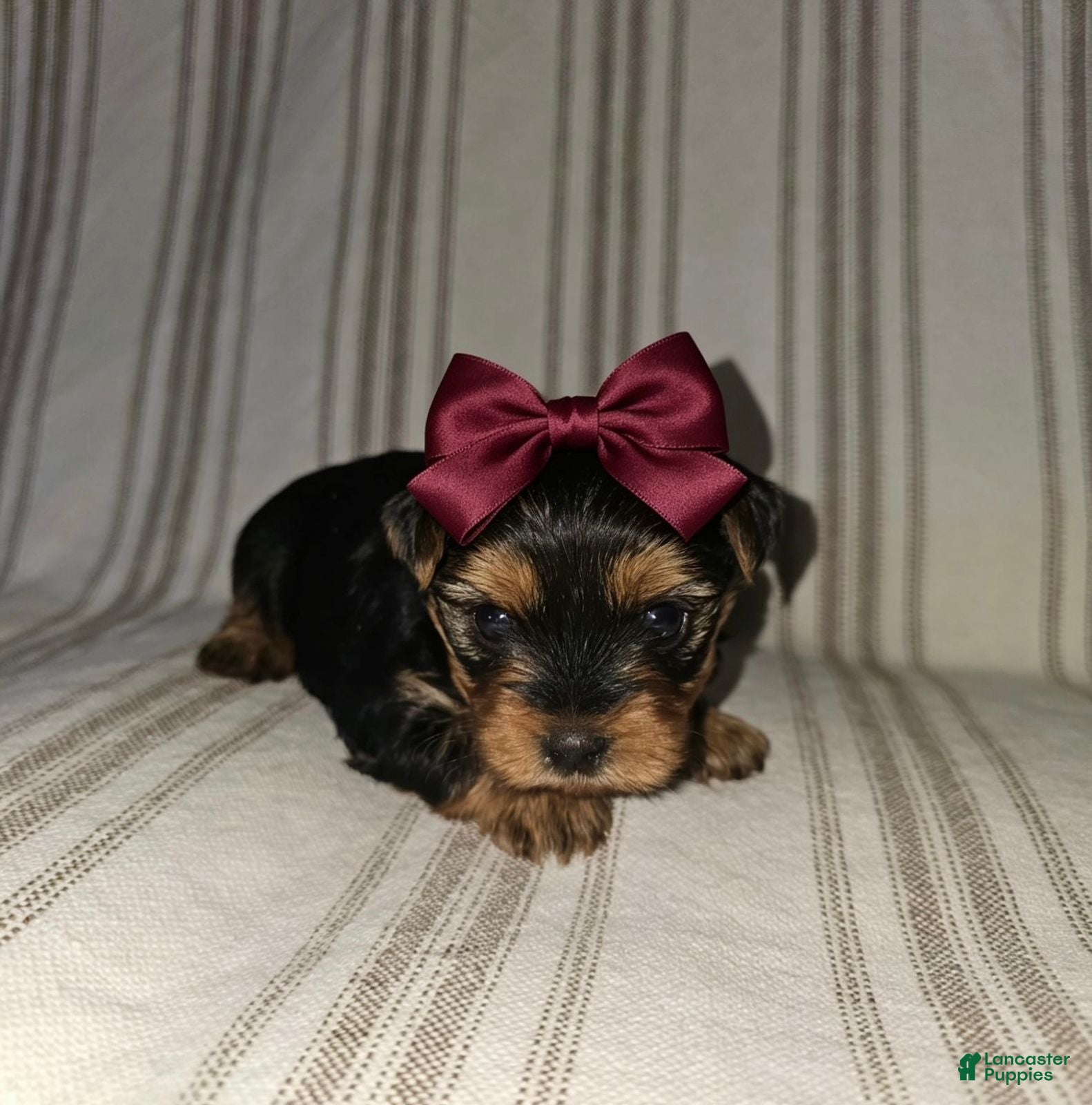 Yorkshire Terrier dogs for sale: Gigi - Potty and Crate Trained  - Ad 2