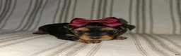Yorkshire Terrier dogs for sale: Gigi - Potty and Crate Trained  - Ad 1