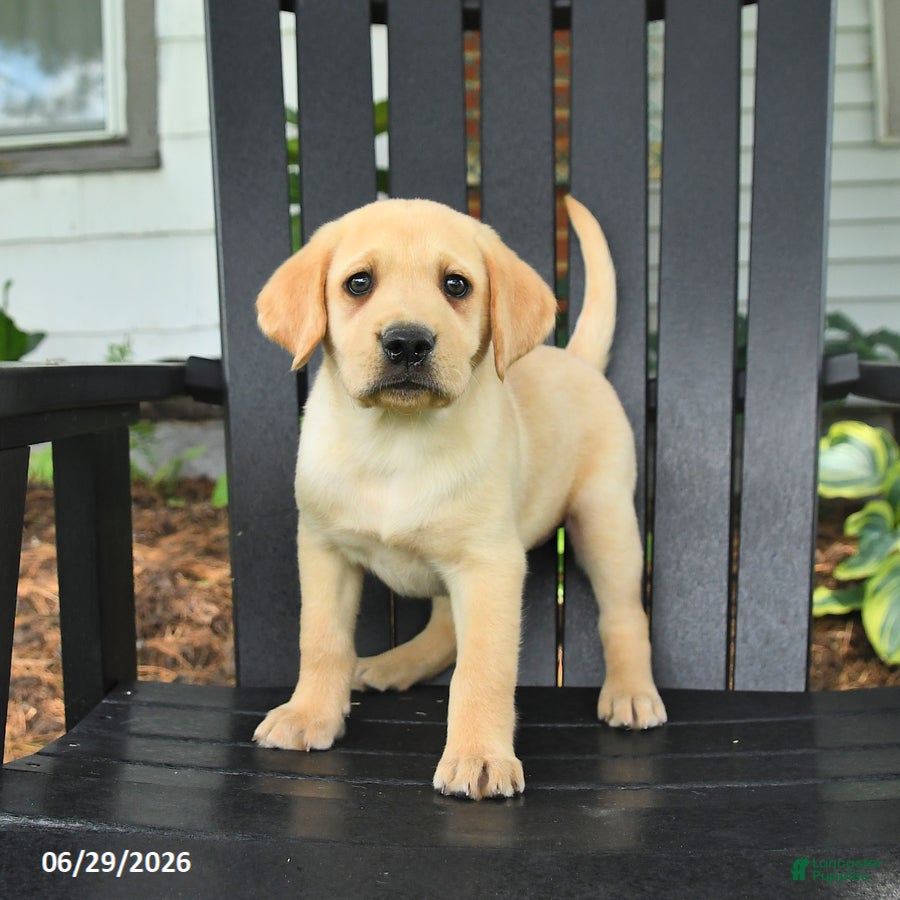 Labrador Retriever dogs Sadie - Ad 1