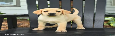 Sadie
