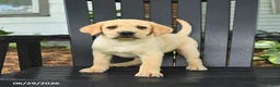 Labrador Retriever dogs for sale: Sadie - Ad 1
