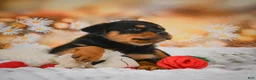 Rottweiler dogs for sale: Maggie - Ad 7