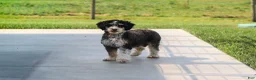 Mini Bernedoodle dogs for sale: Chloe - Ad 11