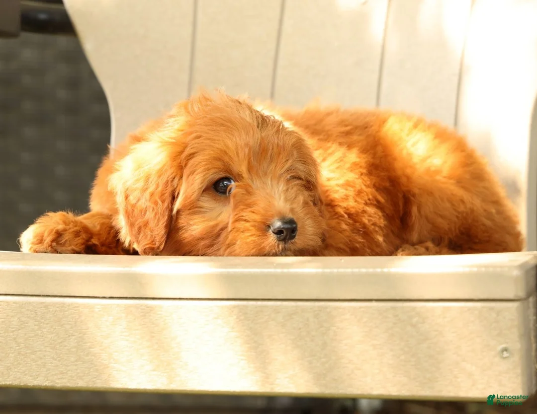 Mini Goldendoodle dogs for sale: Tucker - Ad 2