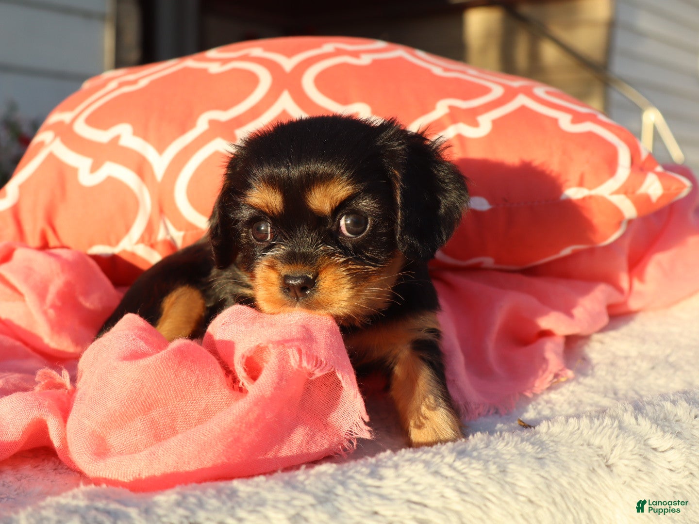 Cavalier King Charles Spaniel dogs Luna - Ad 2